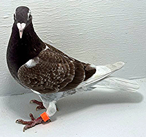 Band: AU 20008 AA 2025